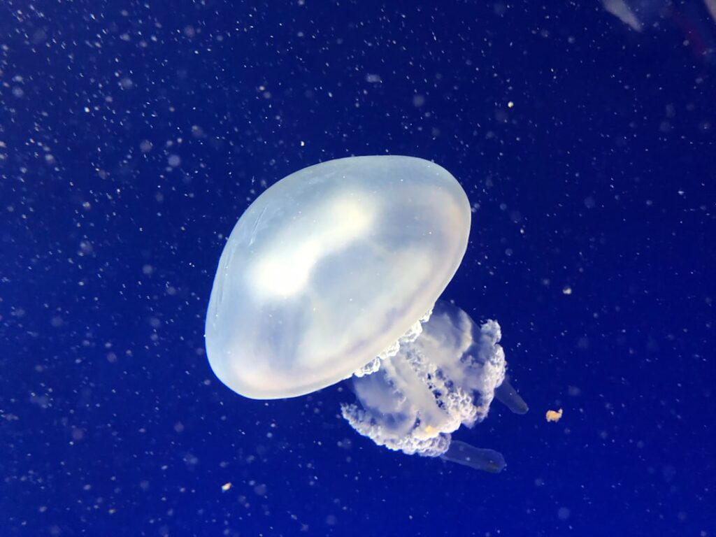 Photo Moon jellyfish