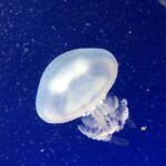 Photo Moon jellyfish