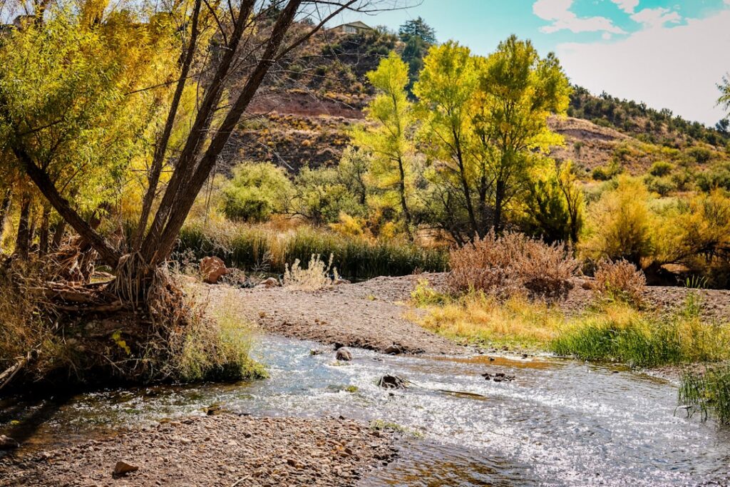 Photo Cottonwood tree