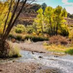 Photo Cottonwood tree